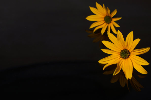 两朵不同大小的黄色菊芋花在黑色的映衬下图片下载