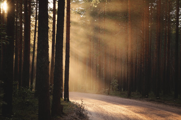 一条蜿蜒的林道，被夕阳的余晖照亮了左边图片下载