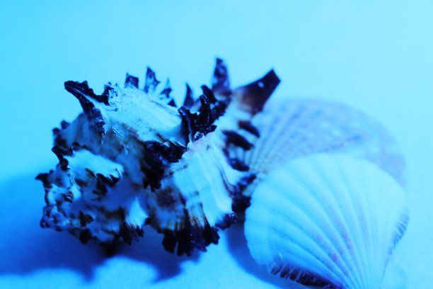 水下贝壳图片下载