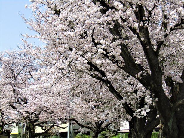 日本。3月底。到处都是樱花。图片下载