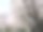 日本。3月底。到处都是樱花。图片下载