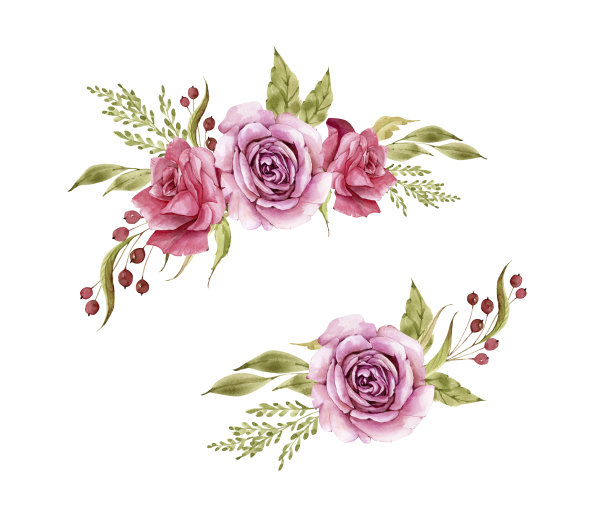 一套水彩花束的粉红色玫瑰孤立在白色的背景手绘素材图片