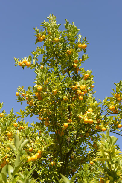 金橘果树图片下载