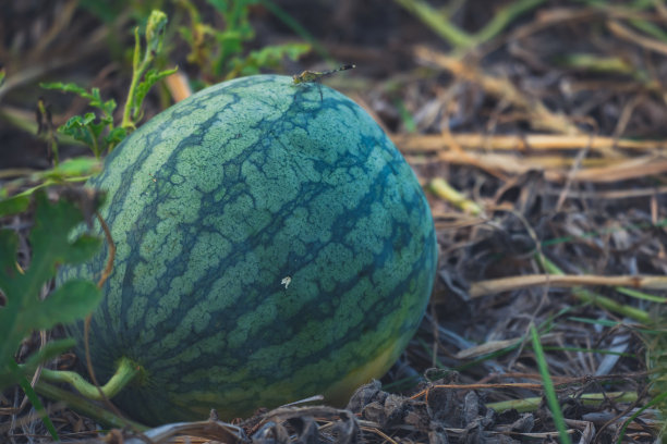 农村农业园有机西瓜图片下载