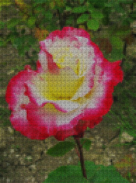 插图。十字绣。图案，红色玫瑰花在绿色的背景。图片下载