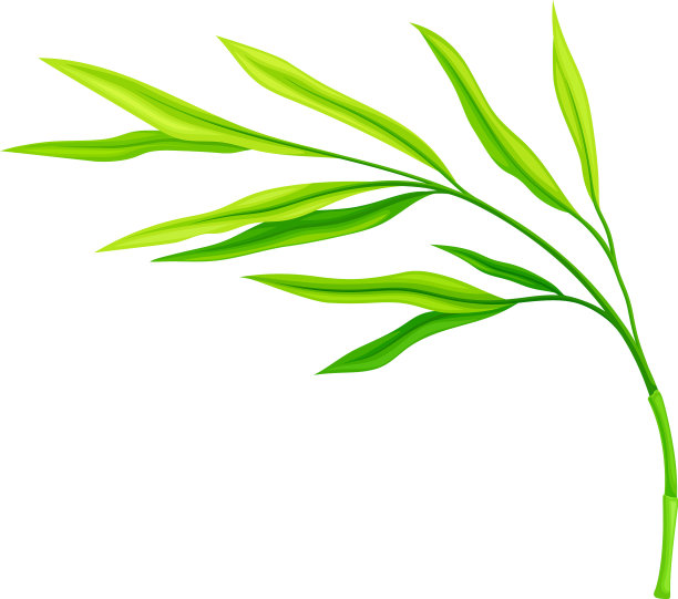 绿色竹叶孤立在白色的背景上图片下载