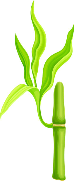 竹棍，茎中空，叶绿色图片下载