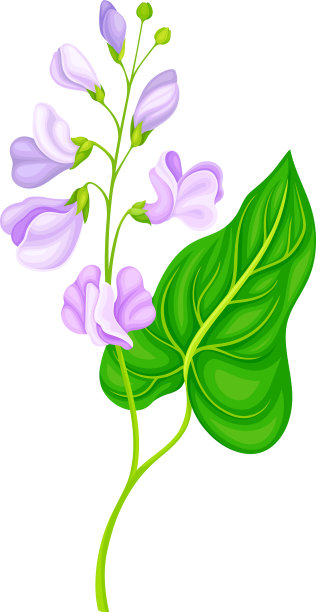绿色茎豆植物与盛开的花图片下载