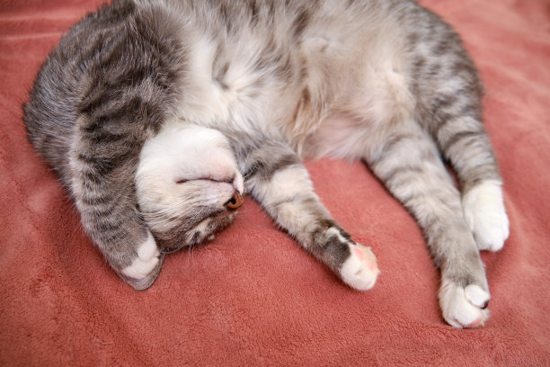 滑稽的小猫肚皮朝天地躺在红毯子上睡觉，特写图片下载