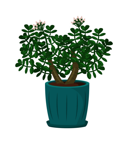 菊苣盆栽室内植物，孤立在白色上图片下载