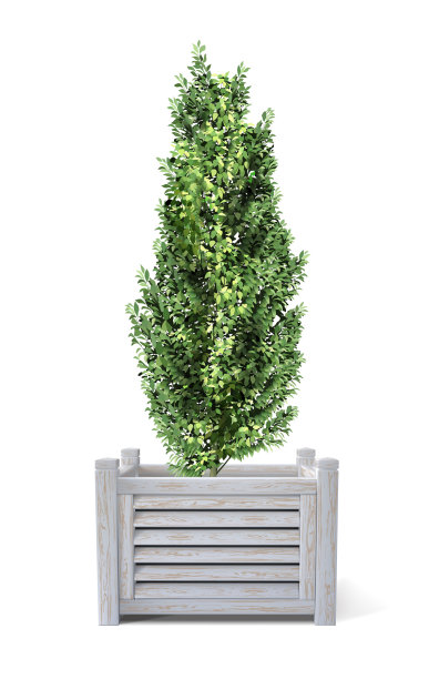 有一棵小树的木箱子图片下载