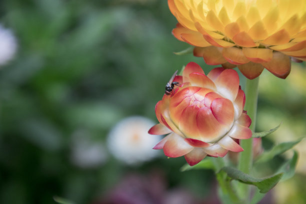 草花由各种颜色组成，如红色，橙色，黄色，紫色到白色。这张照片是一朵黄色的红花。草莓可生长在亚热带和热带图片下载