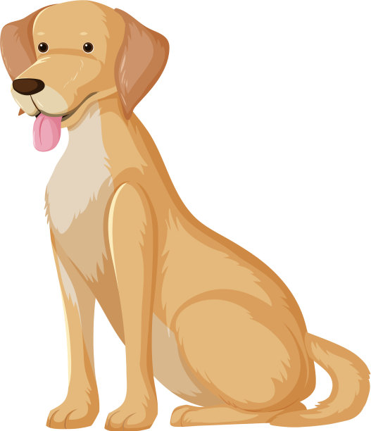 黄色拉布拉多寻回犬，坐姿图片下载
