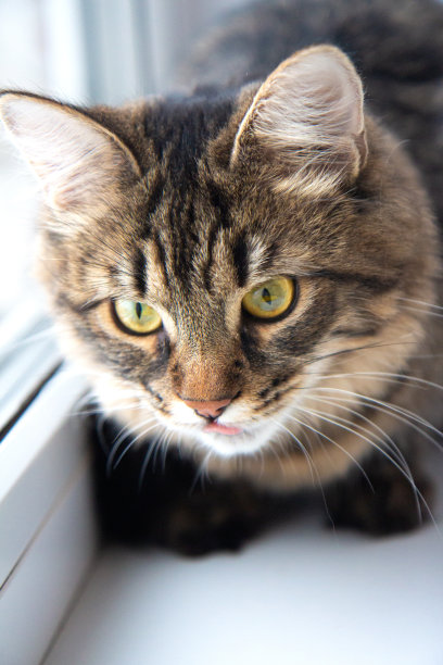 有趣的灰色虎斑猫和美丽的大眼睛坐在窗前图片下载