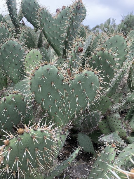 仙人掌的心图片下载