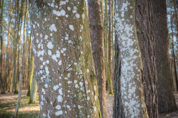 树干上长了苔藓。真菌病。近距离的照片。图片下载