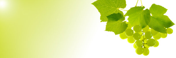 绿色的葡萄横幅。一串串绿色的葡萄，叶子孤立在白色背景和绿色梯度。副本的空间。夏天的浆果和水果横幅。酿酒。有机纯生物浆果和水果图片下载