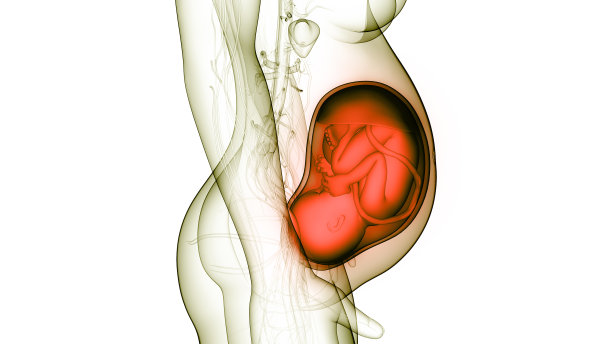 子宫解剖学中的胎儿图片下载
