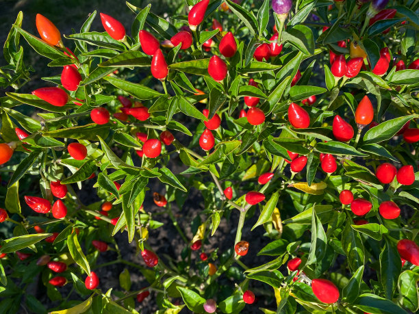 花园里的树上长着辣椒图片下载