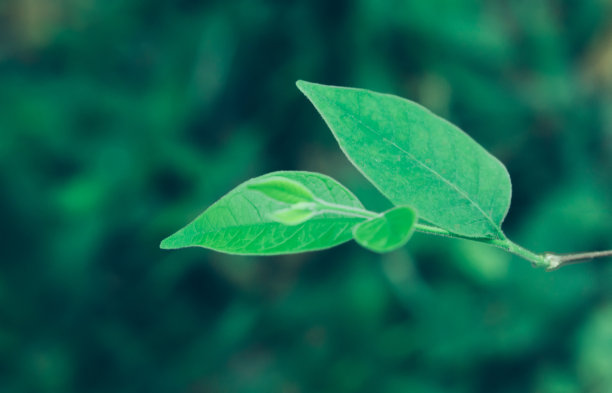 柔一聚焦绿叶清新的春色壁纸背景图片下载