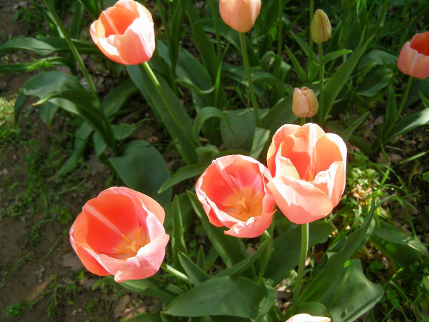 粉色郁金香花图片下载