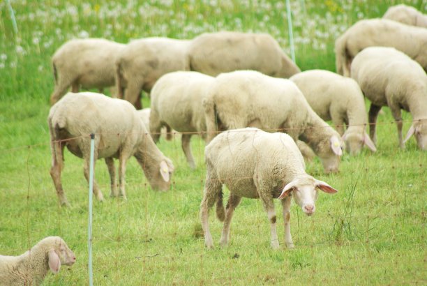 牧场上有一群羊图片下载