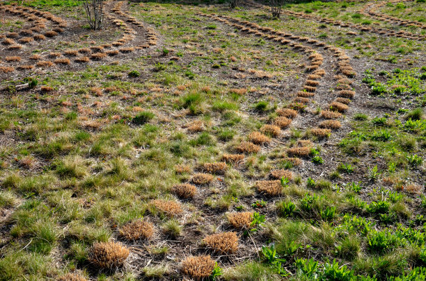 公园内的观赏草。图片下载