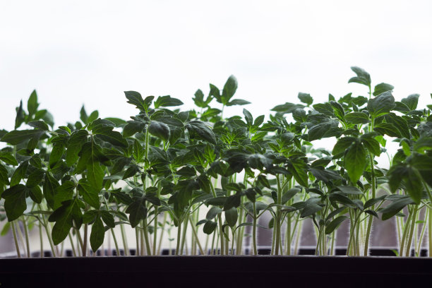 西红柿苗长在窗台上。在家种菜种苗，农业。绿色背景图片下载