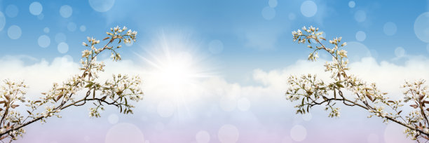 白色开花的树枝映衬着梦幻般的蓝天。浪漫的春天的旗帜。图片下载