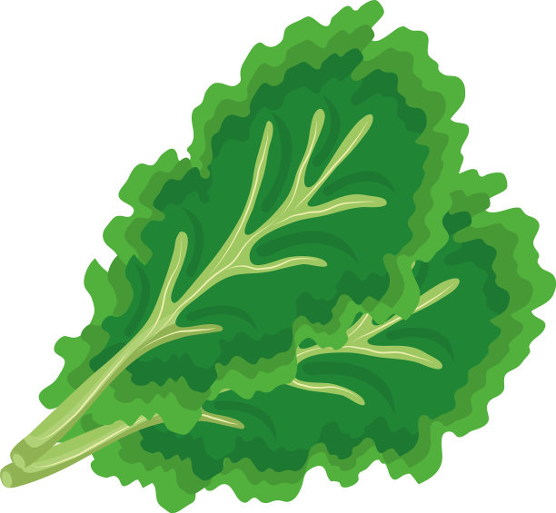 新鲜蔬菜香菜健康食品的图标图片下载