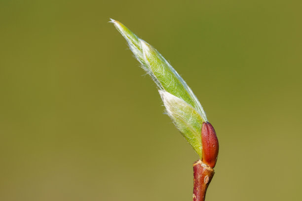 翠绿的背景上，树枝上的春芽。春天的季节。宏。素材图片