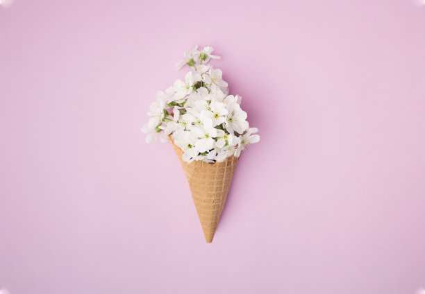 白色的樱花开在棕色的圆锥体上。粉红色的背景。图片下载