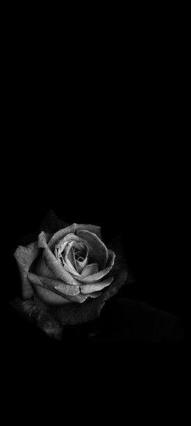 黑色和白色的玫瑰图片下载