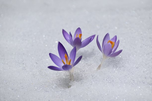 藏红花在春天开花图片下载