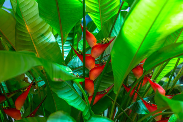 牙买加天然矮虫图片下载