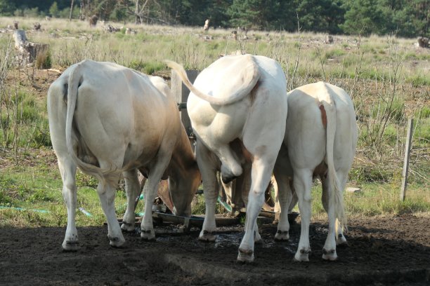 白奶牛在草地上饮水，从后面看过去。图片下载