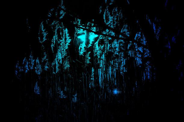 观赏草图片下载