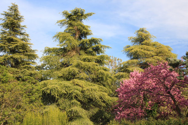 一组不同颜色的树图片下载