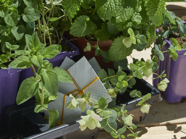 药草幼苗和种子包装准备种植在花园外面的工作台上的阳光图片下载