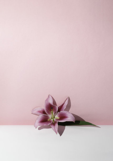 粉红色的百合花在白色和粉红色的背景上。图片下载