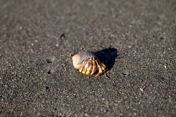 寄居蟹的特写照片(Pagurus samuelis)在沙滩上的科尔科瓦多国家公园，巴拿马。图片下载