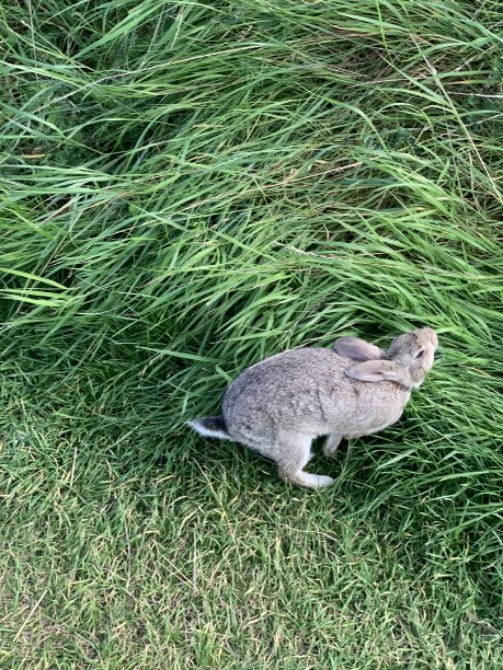 草丛中的野兔图片下载