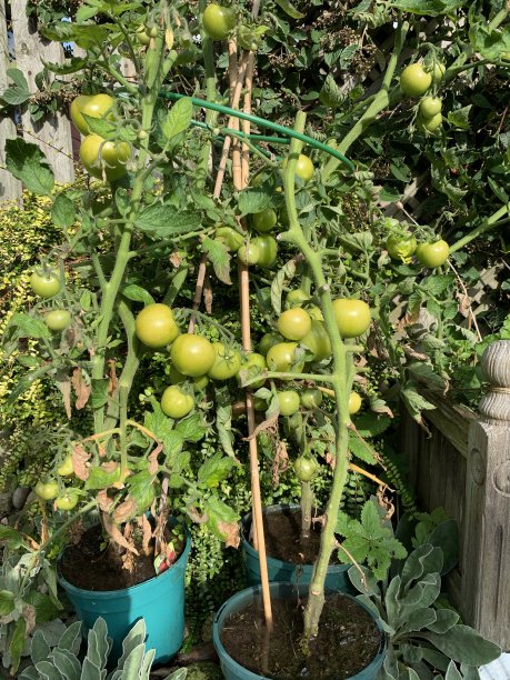 绿色的西红柿图片下载