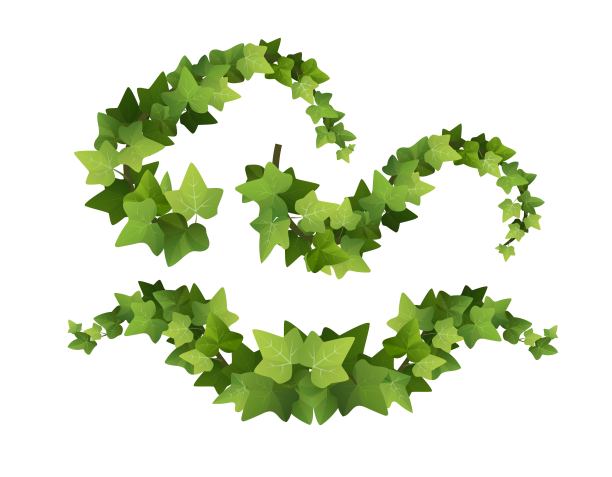 常青藤植物枝卡通矢量插图。爬的葡萄树。图片下载