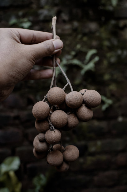 手捧龙眼果图片下载