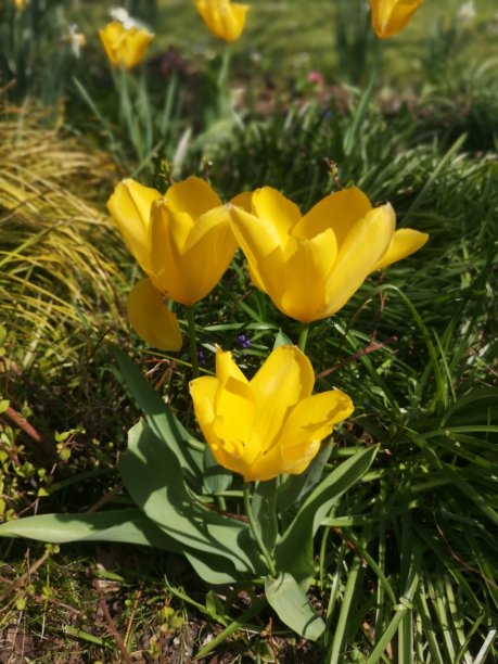 郁金香图片下载