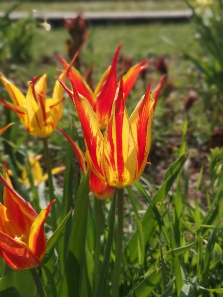 郁金香图片下载