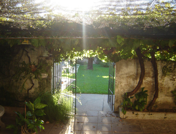 牵牛花图片下载