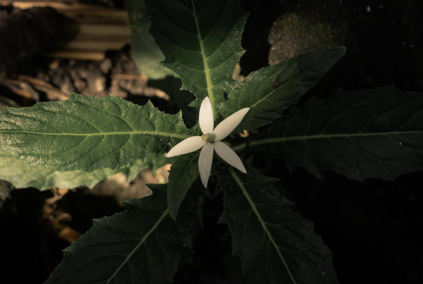 白色花图片下载