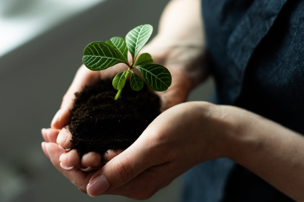 环境地球日在树木的手中生长幼苗。女手捧树芽图片下载
